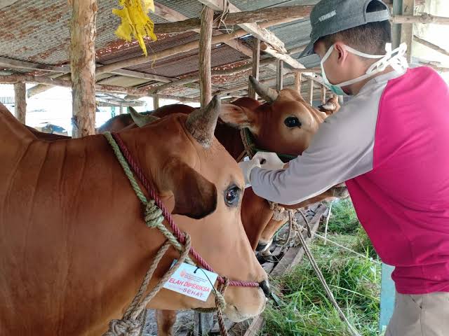 Pekanbaru Butuh 9 Ribu Hewan Kurban, Pemeriksaan Kandang Segera Dilakukan