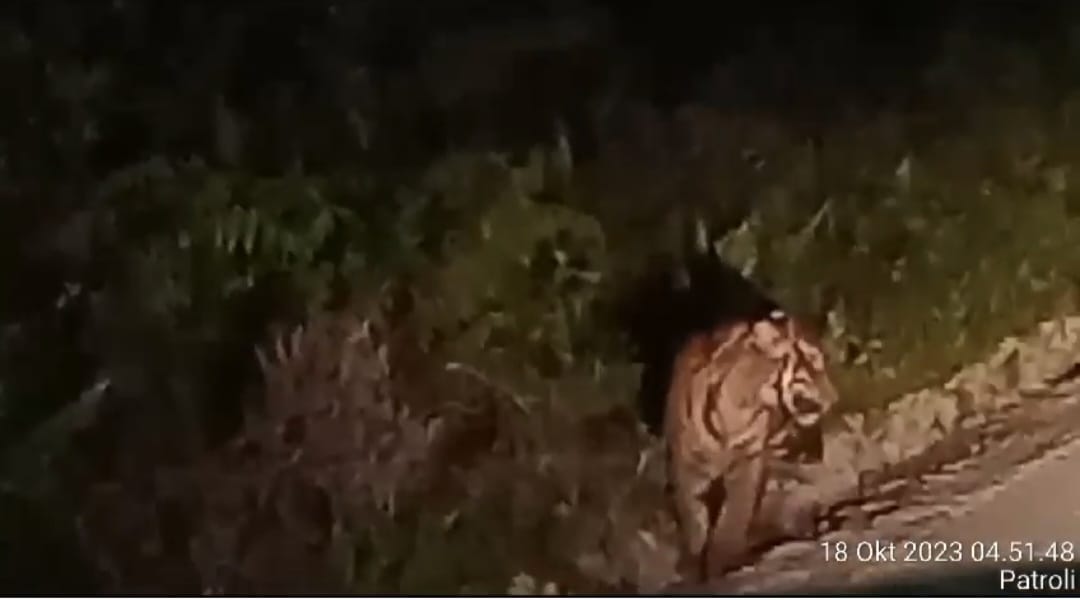 Muncul di Pusako Siak, BKSDA Riau Cari Keberadaan Harimau Sumatra