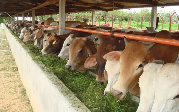 Harga Jual Daging Sapi Naik, Distankan Pastikan Stok Cukup