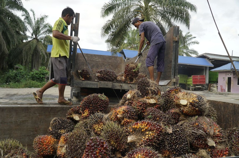 Harga TBS Kelapa Sawit di Riau Naik, Berikut Rincinya!