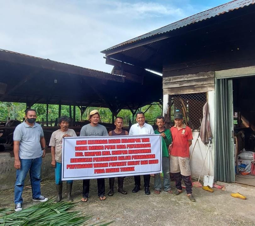 Kelompok Tani Ternak Sapi Bukik Batang Potai Penyasawan Dukung Pemerintah Atasi PMK