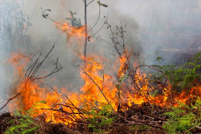 Hampir 11 Hektar Lahan di Pekanbaru Terbakar