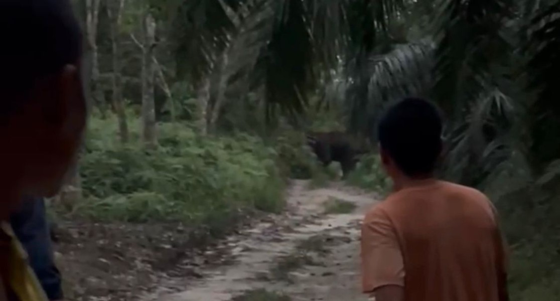 Dua Gajah Liar Masuki Kebun Warga di Pelalawan, BBKSDA Riau Turunkan Tim Evakuasi