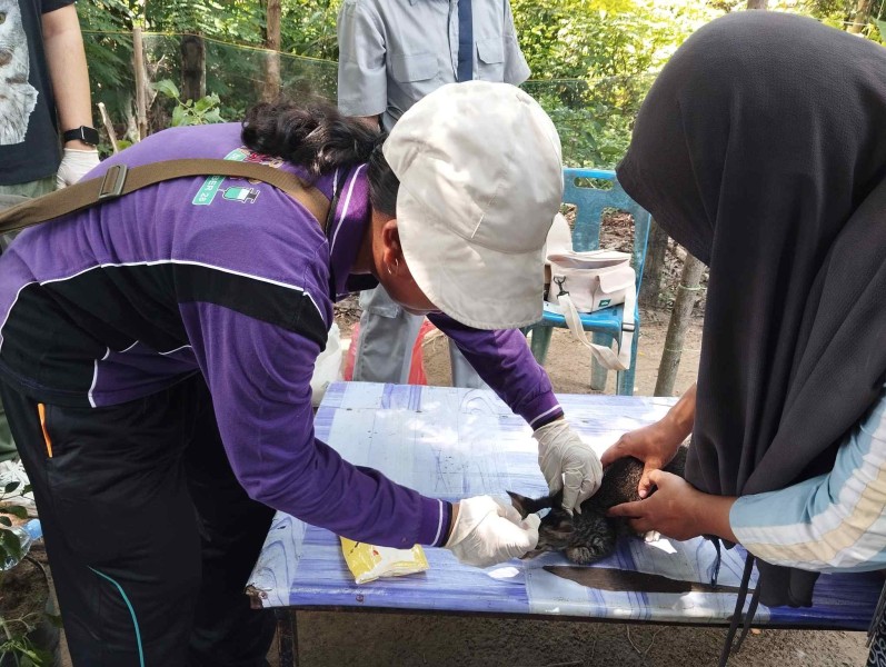 Anjing Liar yang Gigit 9 Warga Positif Rabies, Pemko Pekanbaru Suntik Vaksin 274 Hewan di Sekitar Kejadian
