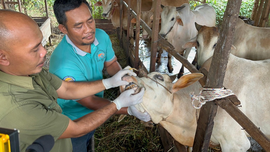 Permintaan Hewan Kurban di Pekanbaru Tahun ini Diprediksi Meningkat