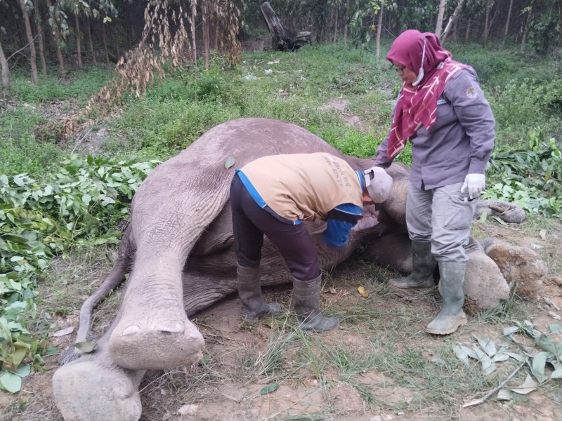 Gajah Sumatera Mati di Kantong Teso Pelalawan, Diduga Diracuni