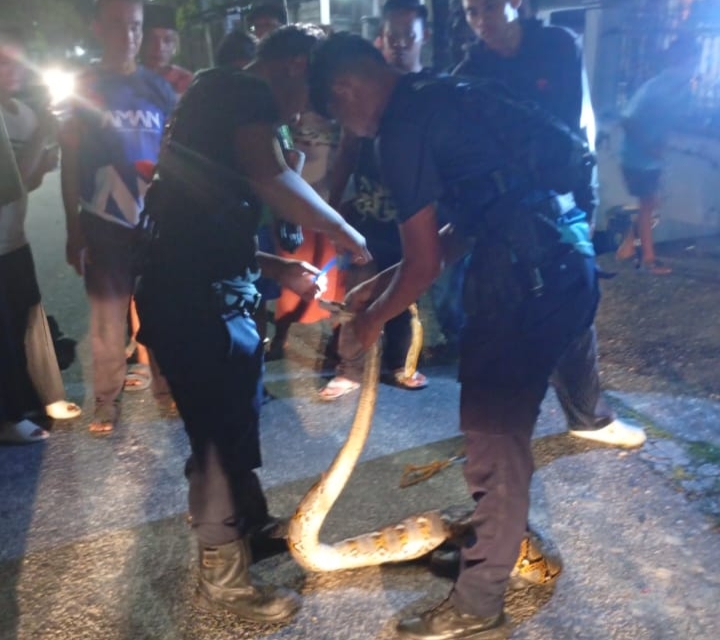 DPKP Pekanbaru Sudah Evakuasi 301 Ular dari Pemukiman, Masyarakat Diimbau Waspada