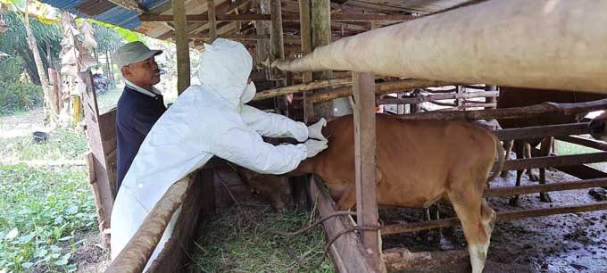 Suntik Ratusan Hewan Ternak, Distankan Pekanbaru Temukan Gejala PMK