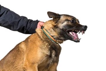 1 Warga Pekanbaru Suspek Rabies Usai Digigit Hewan Peliharaan