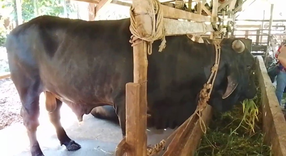 Sapi Kurban Presiden Prabowo untuk Pekanbaru Terpilih dari Peternak di Rumbai