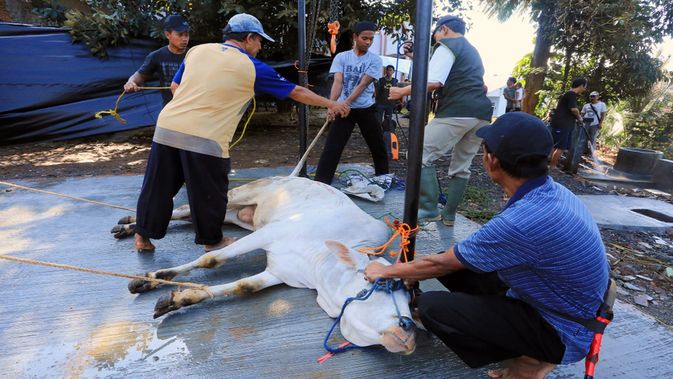 Pemko Pekanbaru Targetkan Potong 35 Ekor Hewan Kurban