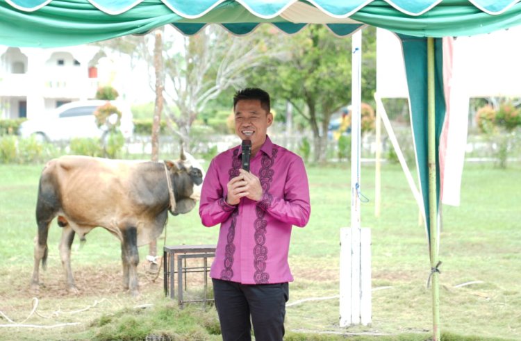 Bupati Rohil Saksikan Penyembelihan Hewan Kurban 1444 H