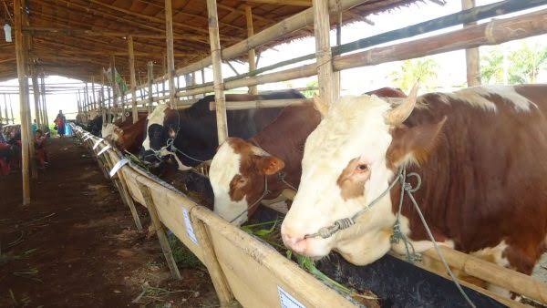 Distankan Klaim Belum Temukan Kasus Sapi Ngorok di Pekanbaru