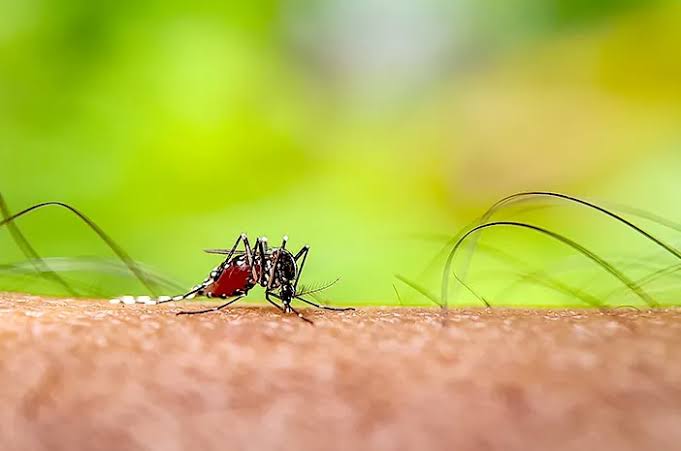 Waspada, Diskes Pekanbaru Tangani Satu Kasus Malaria