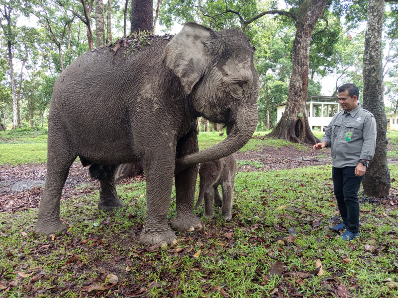 Kelahiran Bayi Gajah Sumatera di TWA Buluh Cina