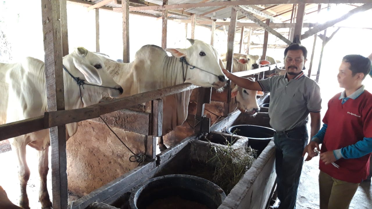 Distankan Belum Temukan Penyakit LSD pada Hewan Ternak di Pekanbaru