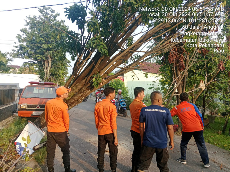 Hujan Deras dan Angin Kencang, Sejumlah Pohon Tumbang di Beberapa Wilayah