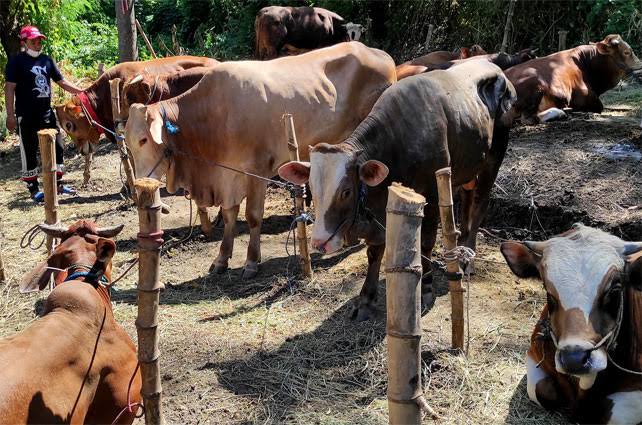 Distankan Pekanbaru Periksa 3.000 Hewan Kurban Masuk Pekanbaru